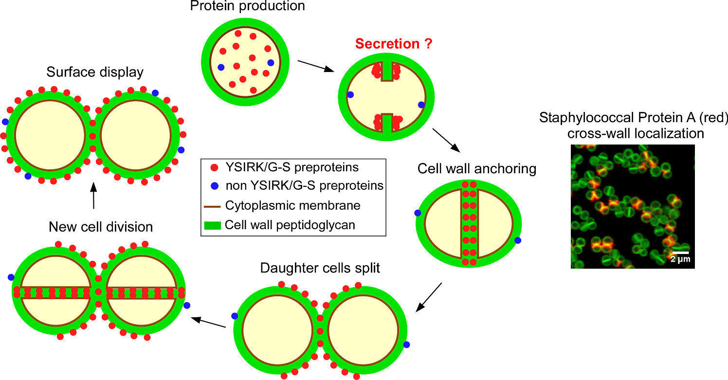 Septal
                trafficking of YSIRK/G-S proteins in S aureus